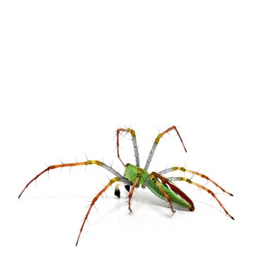 Lynx Spider